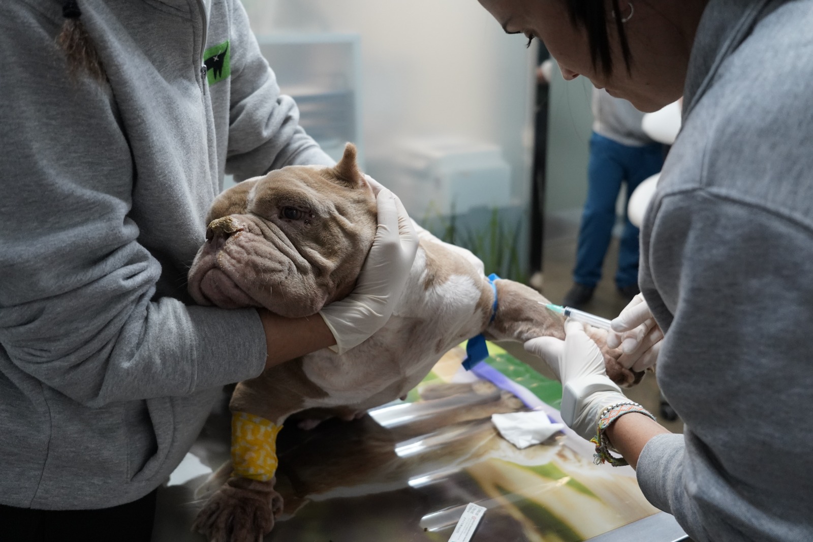Evento reciente en la clínica veterinaria