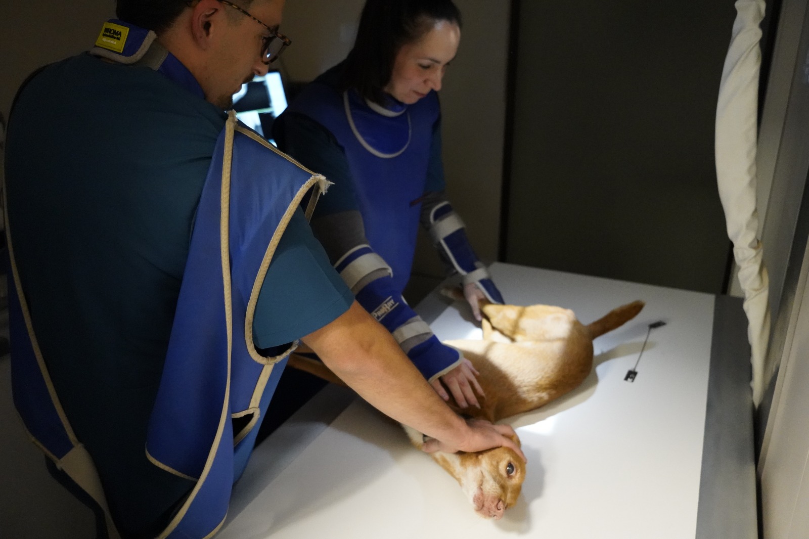 Rayos X veterinarios